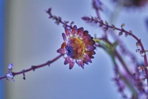 Botanical Arrangement 5 #109820