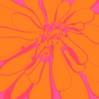 Zinnia Recolor A #110056