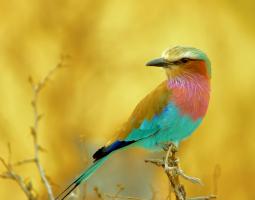 Lilac-Breasted Roller #110511