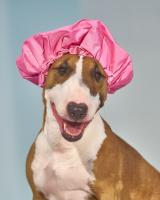 Spa Dog Hat #110515