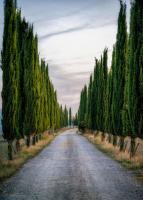 Cypresses #11812