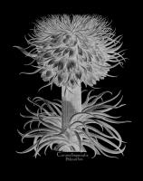 Corona Imperialis Polyanthos #123029