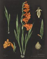 Gladiola Chart Crop #18236