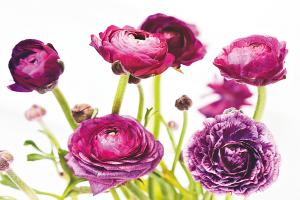Spring Ranunculus III #25099
