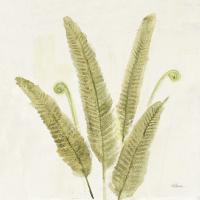 Forest Ferns II v2 #36988