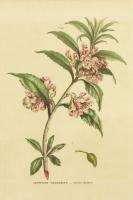 Herbal Botanical XXVI #41431