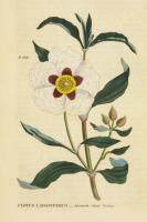 Herbal Botanical XXVII #41432
