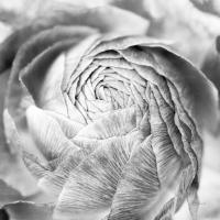 Ranunculus Abstract II BW Light #43247