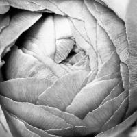 Ranunculus Abstract III BW Light #43248