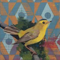 Wilsons Warbler #28721