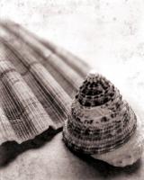 Gifts From the Sea No Border #44493