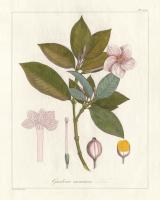 Botanical Gardenia v2 #45385+16x20