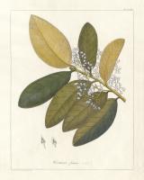 Botanical Heritiera v2 #45386
