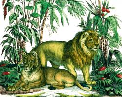 Jungle Flair VI #45406