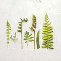 Flat Lay Ferns IV #45707