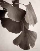 Gingko Sepia #45744