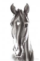 Le Cheval Noir #45779