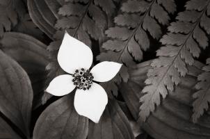 Bunchberry and Ferns I BW #46088