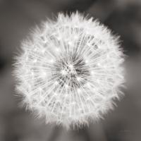 Dandelion Seedhead #46215