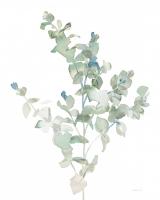 Eucalyptus II Cool #46407