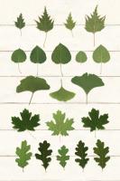 Leaf Chart I Shiplap #46604