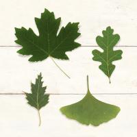 Leaf Chart II Shiplap #46605