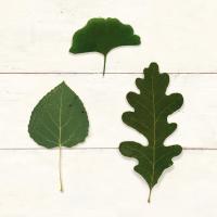 Leaf Chart III Shiplap #46606