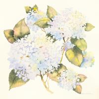 Hydrangeas #46644