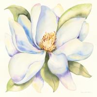 Magnolia #46646