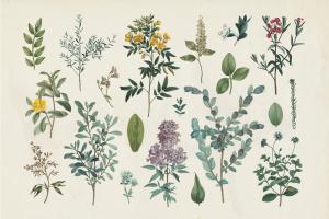 Victorian Garden IV #46808