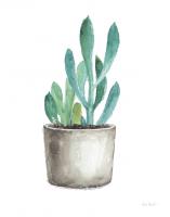 Mixed Greens Succulent V #47783