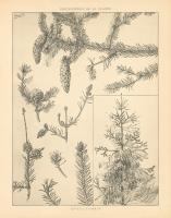 Vintage Tree Sketches I #48448