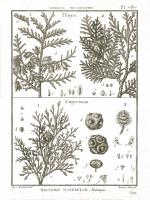 Histoire Naturelle Botanique II Light #48452