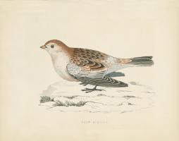 Snow Bunting Print #49028