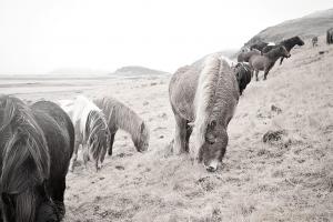 Horses of Hofn II BW #49813