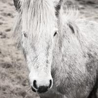 Heida IV BW #49829