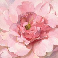 Blushing Peony #50143