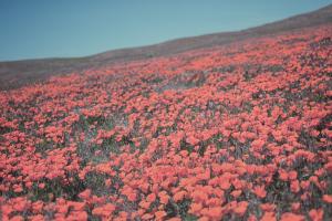 California Blooms III #50747