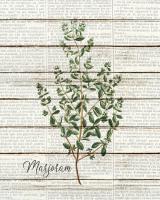 Marjoram #51188