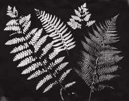 Nature by the Lake Ferns II Black Crop #51193