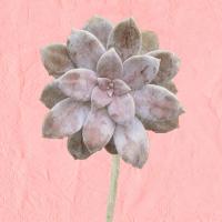 Succulent Pink #51344