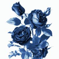 White Indigo 2 v2 #51346