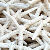 Starfish Beach 3 v2 #51402