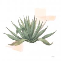 Desert Color Succulent I #51423