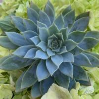 Adored Succulents 4 #51740