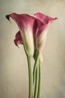 Calla Lily Pink #51841