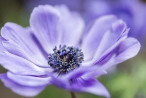 Springanemone II #51846