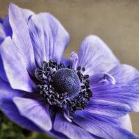 springanemone III #51862