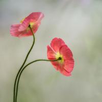 Two Poppies #51867