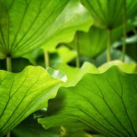 Vivid Green 1 #51871